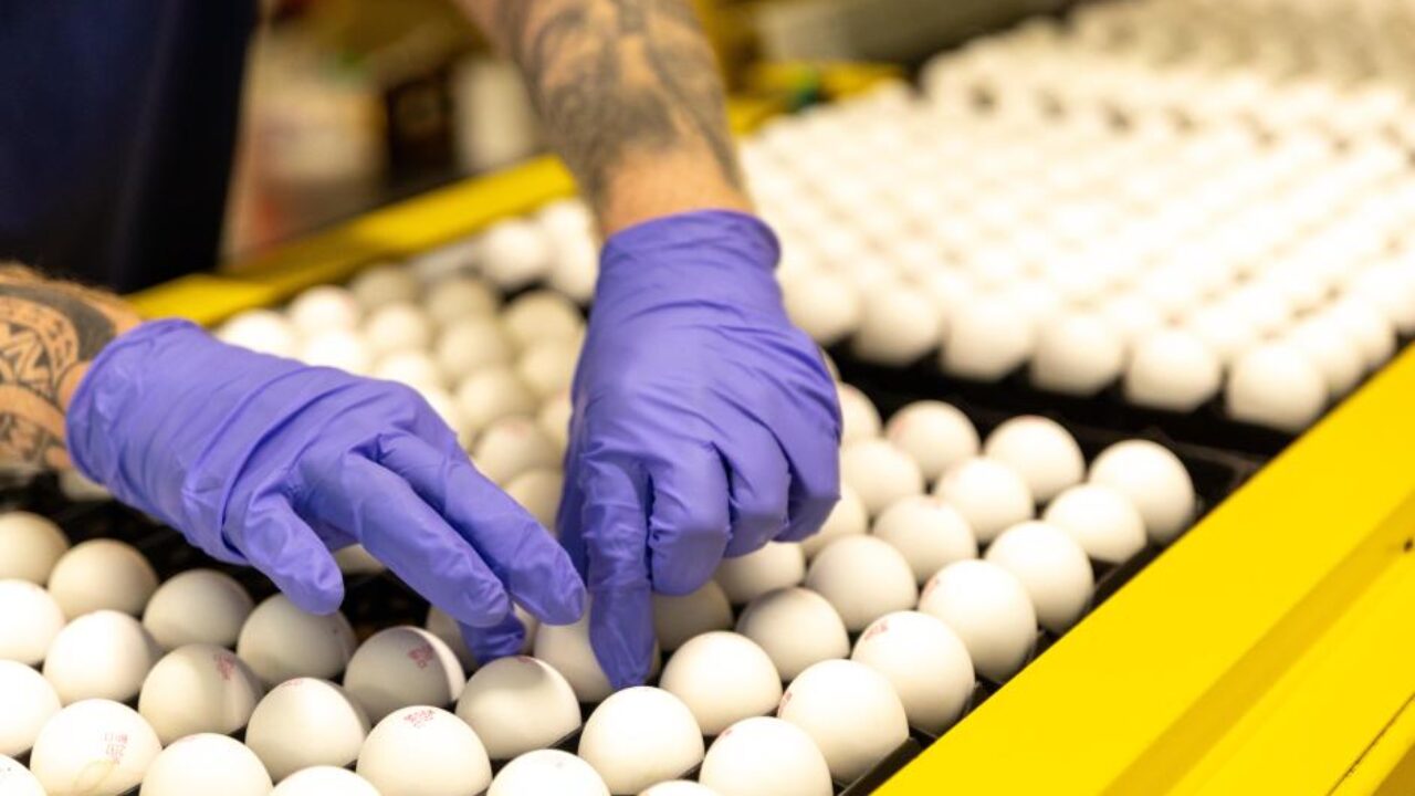 Egg Farming Investment